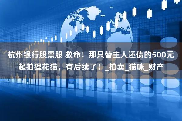 杭州银行股票股 救命！那只替主人还债的500元起拍狸花猫，有后续了！_拍卖_猫咪_财产